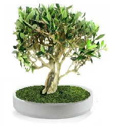 Preserved olive bonsai