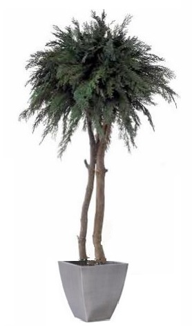 Preserved tree thuja crown