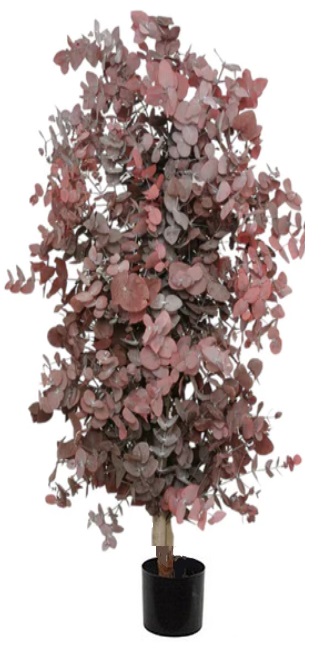 Pianta eucalipto popolus stabilizzata rossa