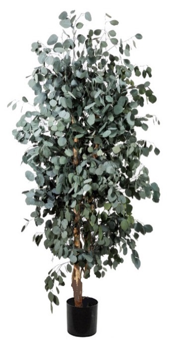 Pianta eucalipto popolus stabilizzata verde