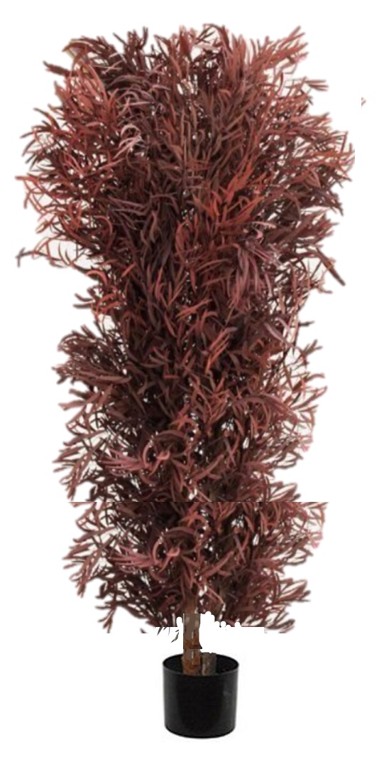 Pianta eucalipto nicoly stabilizzata rossa
