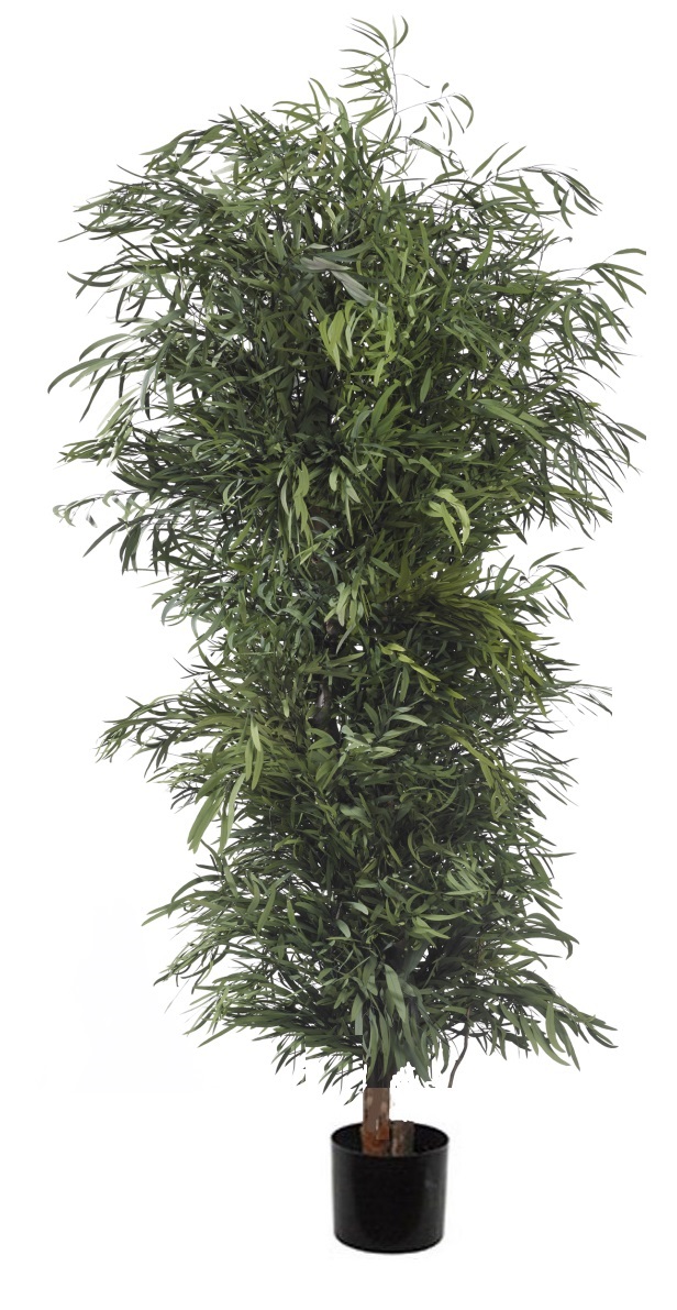 Pianta eucalipto nicoly stabilizzata verde