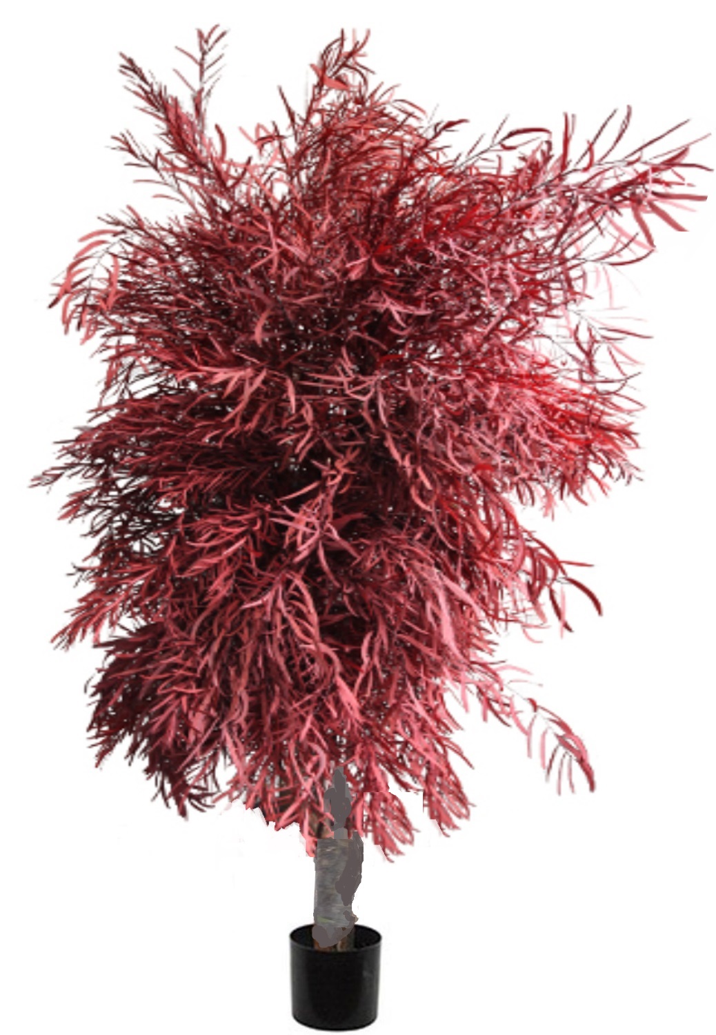 Pianta Eucalipto wide nicoly stabilizzata rossa