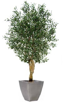 stabilisierter Olivenbaum
