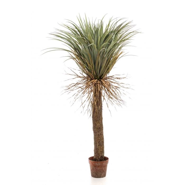 Artificial yucca palm Rostrata