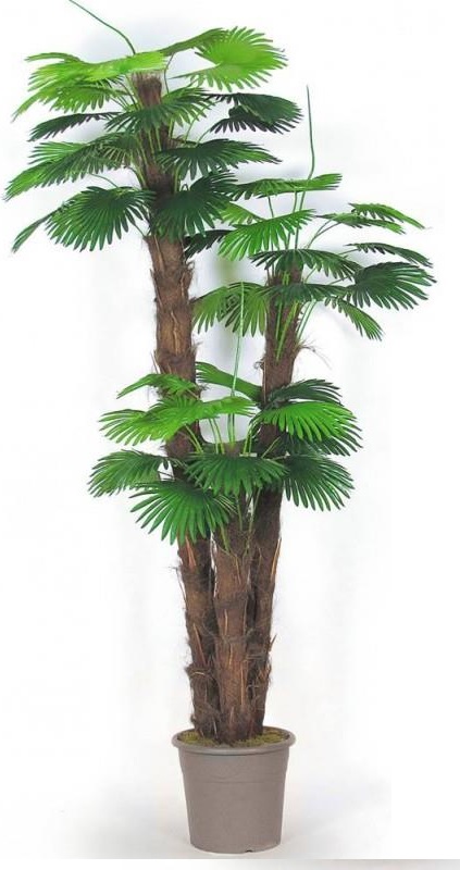 Artificial camerox palm