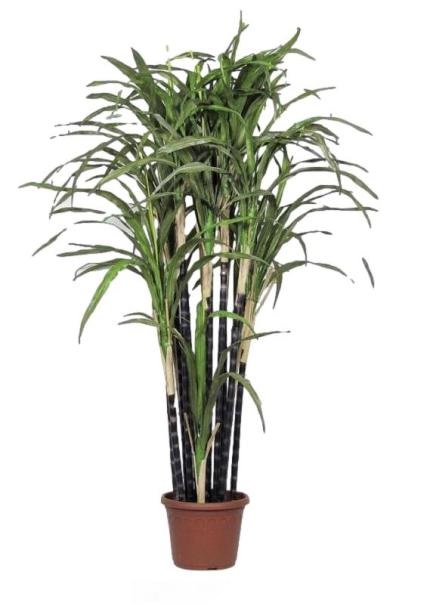 Artificial sugarcane plant