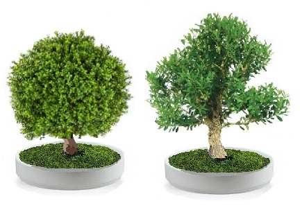 Preserved buxus bonsai