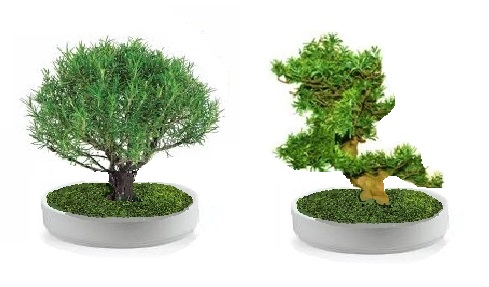 Preserved Rosemary bonsai