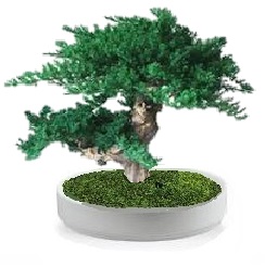Preserved juniperus bonsai