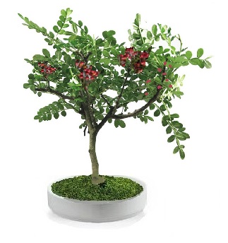 Preserved pepper false bonsai