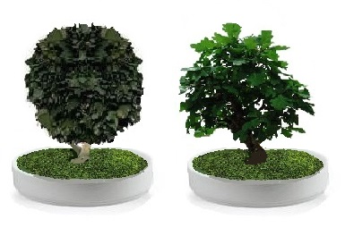 Preserved quercus bonsai