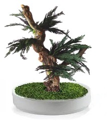 preserved Thuja bonsai