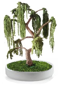 preserved bonsai amaranthus