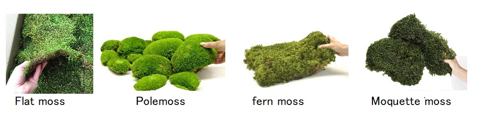 Preserved moss bulk