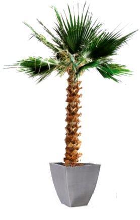 Preserved Palm tree Washingtonia