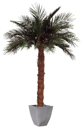 Preserved Palm tree phoenics