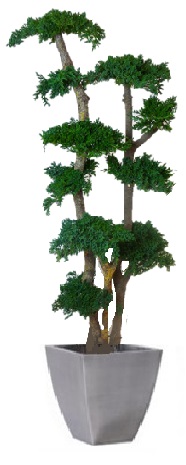 Preserved juniperus tree