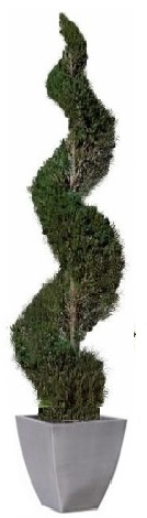 Preserved tree spiral thuja