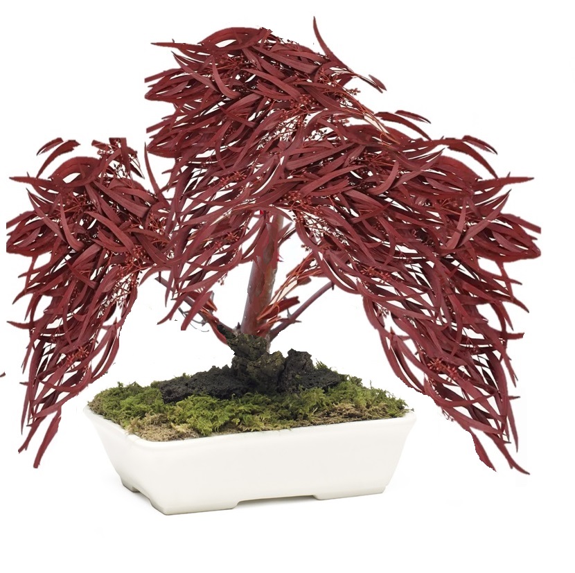 Bonsai eucalipto nicoly stabilizzato rosso