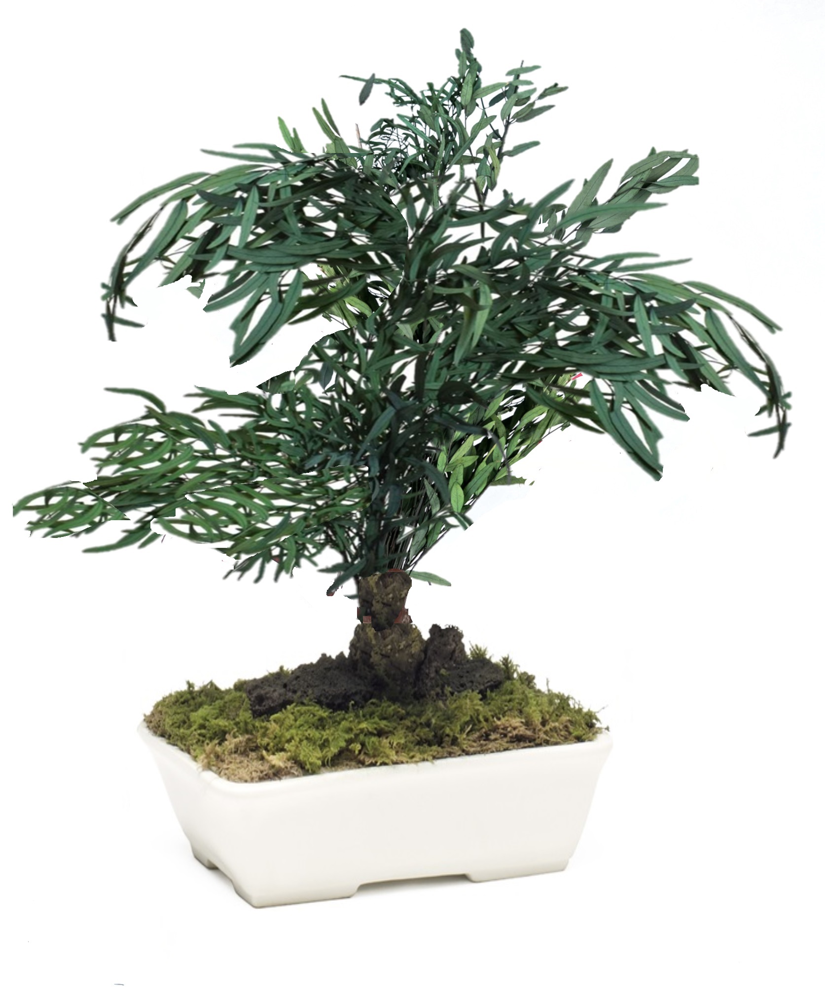 Bonsai stabilizzato eucalipto nicoly verde