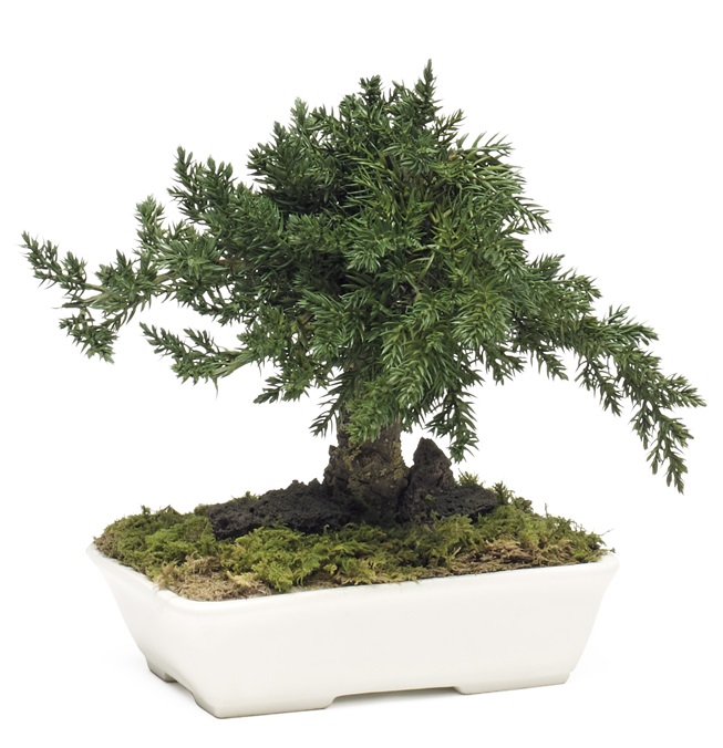 Bonsai juniperus stabilizzato 15 cm