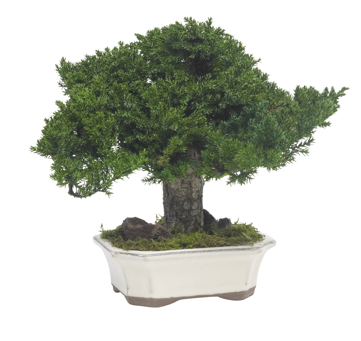 Bonsai juniperus stabilizzato 25 cm