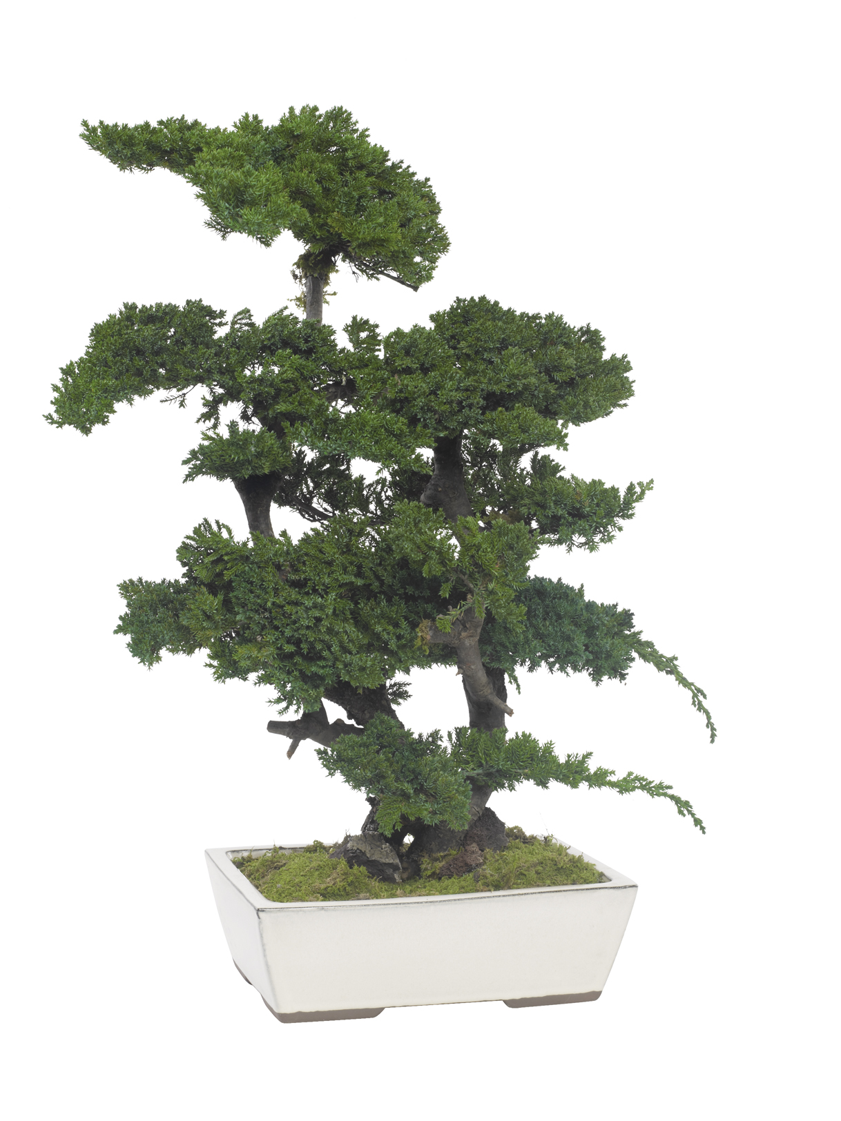 Bonsai juniperus stabilizzato 70 cm