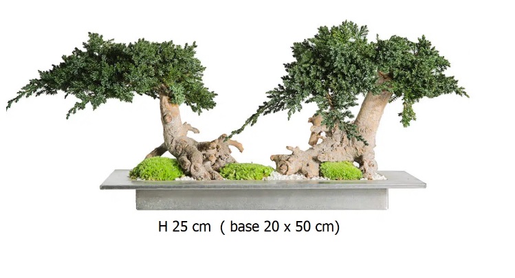Bonsai juniperus stabilizzato Double Root 25 cm