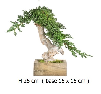 Bonsai juniperus stabilizzato Silmple Root 25 cm